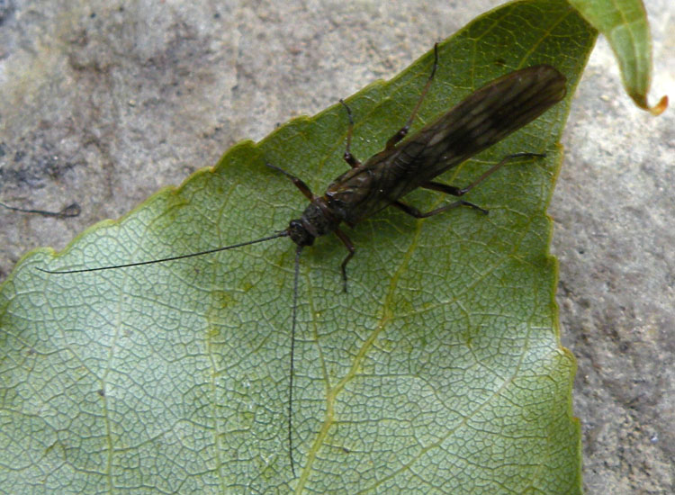 Nemoura sp. e Brachyptera sp.